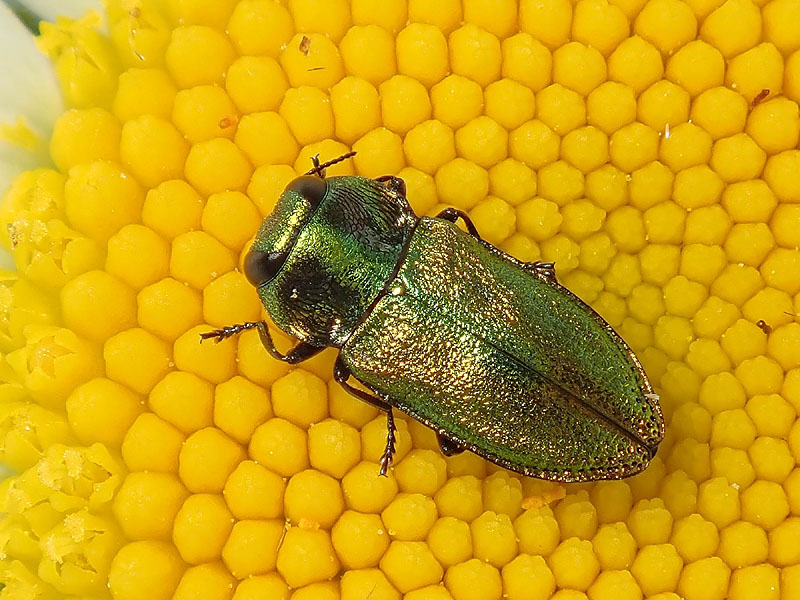 Buprestidae: maschio di Anthaxia fulgurans